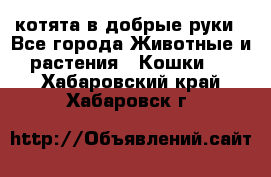 котята в добрые руки - Все города Животные и растения » Кошки   . Хабаровский край,Хабаровск г.